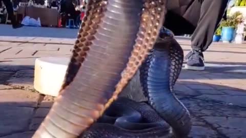 Would you try this_ #cobra #morocco #marrakech #africa #fyp #short #dangerous #snake #snakes