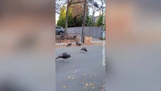 Flock of turkeys spotted intimidating passersby ahead of Thanksgiving