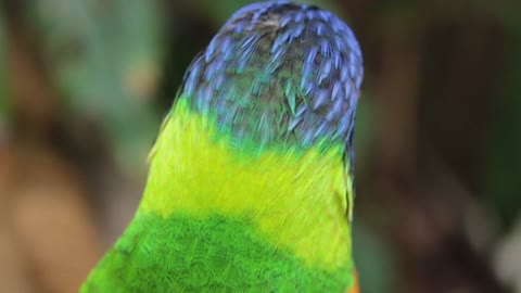 parrot voice | cool