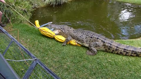 Macca the Saltwater Crocodile