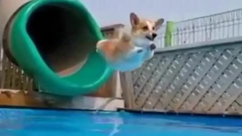 A dog on a slide