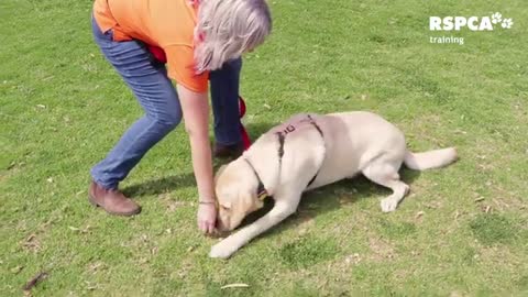 Dog training video#training