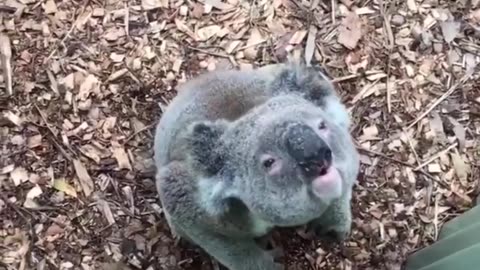 Silly Koala (Funny Animals)
