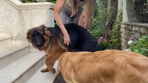 German Shepherd Puppy Cries Out Of Happiness After Being Apart From Owner