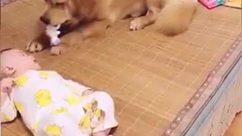 SMART DOG AND BABY-SOO CUTE