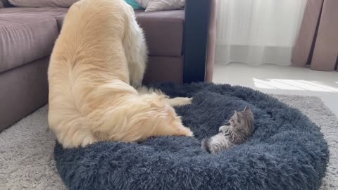 Golden Retriever Shocked by a Kitten occupying his bed