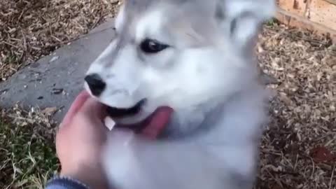 A dog that likes to bite its fingers.