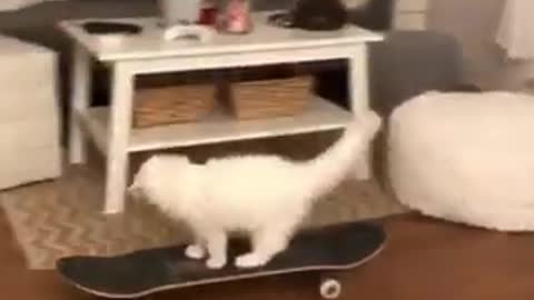 Skateboard cat