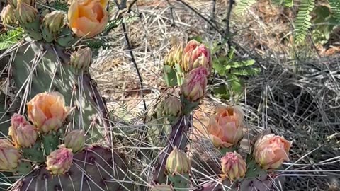 Whaaaat!! Opuntia Macrocentra