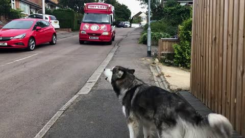 Malamute Mishka do Alasca espera por van de sorvete todos os dias