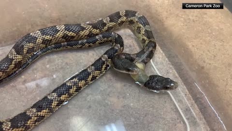 Two-headed snake makes return to Texas zoo after 2-year hiatus