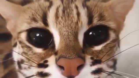 Very beautiful eyes of an ocelot cat