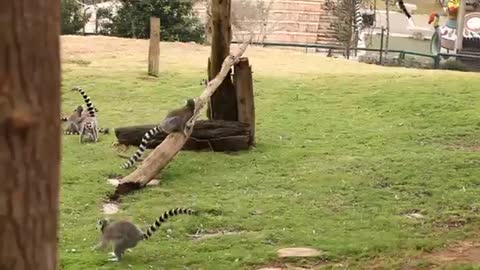 world of wildlife - Lemurs of Madagascar, Ring-Tailed Lemurs - Episode 3