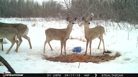 April 15th - 22nd 2018 Trail Cam Pictures