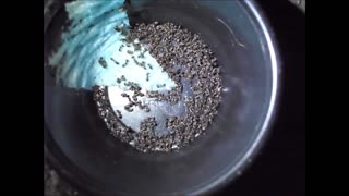 How to exterminate ants into extinction