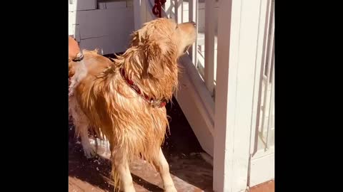 Golden Retriever ( Oliver) likes to dry himself after bath