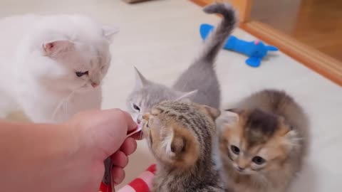 kittens that meow loudly and express their feelings are cute - 2024