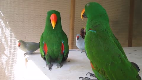 Funny BIRDS & PARROTS Talking and Singing