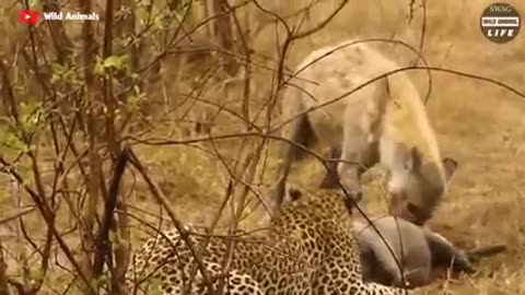 Tragic! Lion's Leg Was Bitten Off By Hyena During A Fierce Confrontation Over Food
