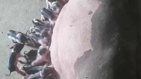 Mother pig is feeding baby pig