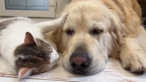 A Pregnant Cat Shows Her Love for the Golden Retriever