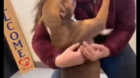 Lost Dog Reunited With Family