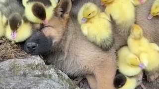 Puppy get viciously attacked by ducks