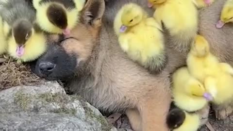 Puppy get viciously attacked by ducks