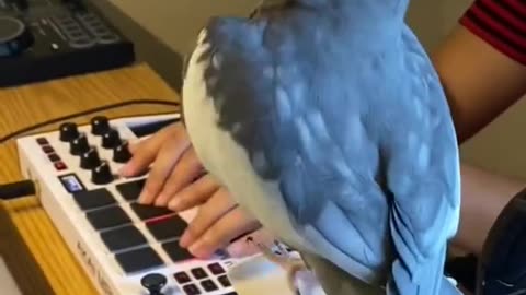 A CUTE PARROT SINGING WITH A GUY🤭