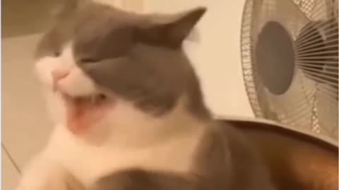 The cutest cat yawn ever .....