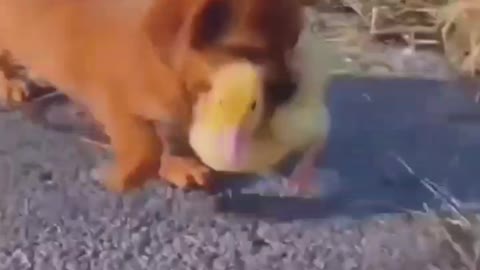 the puppy stole the duckling and ran away, but the geese caught up with him