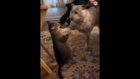 Funny cat videos