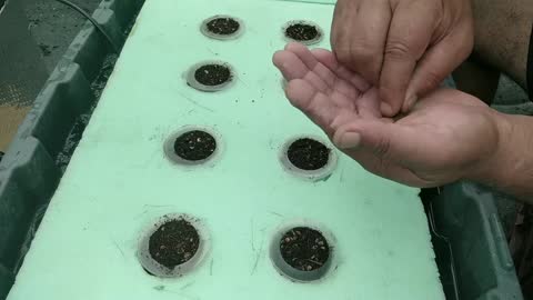 DWC Watercress Sowing