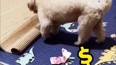 Funny Animals Video #8