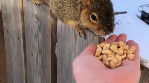 Handfeeding a Friendly Squirrel