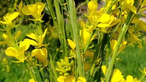 Nature View Flowers