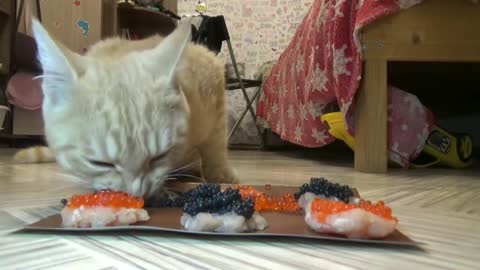 Relaxation video for sleep CAT eating sounds Cat Maks eats caviar sandwiches
