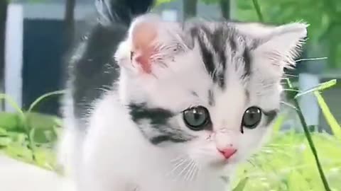 Cute cat || pets lover