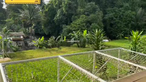 Kampung Durian Bengkulu Tengah - Wisata Kampoeng Durian