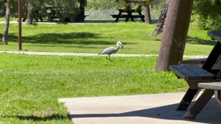 Grey Heron hunting gophers