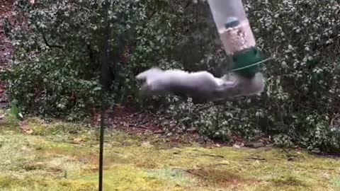Squirrel on bird feeder goes into the next dimension, this classic video needed this music!