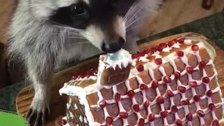 Raccoon eats the chimney of this gingerbread house