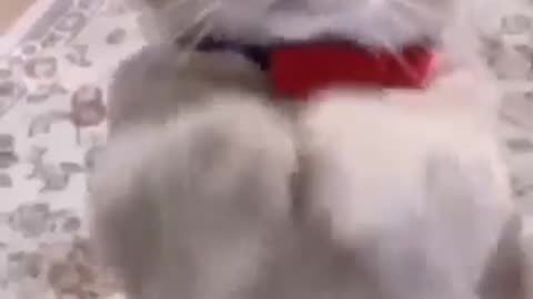 Funy cat video viral