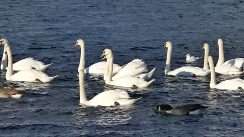 Lovely swan swiming in the lake