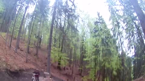 Bear on the Bikepark