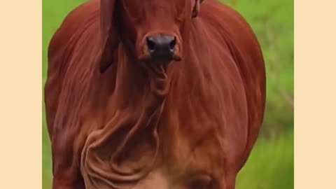 Awesome cow video