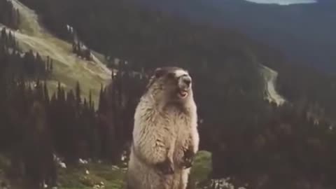 Marmot screeming