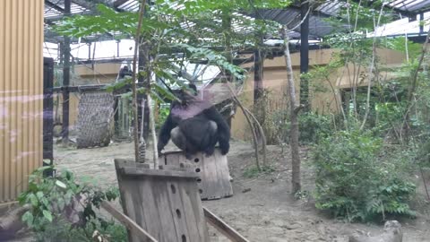 Female Gorilla Asking Male To Mate ｜ Kyoto Zoo
