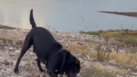 Ringo & Jasper playing on the lake @ sunset, RV Life with Dogs