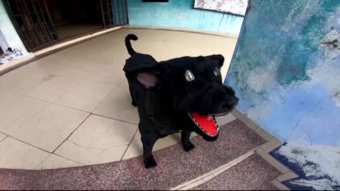 Nigerian students design robotic guard dog